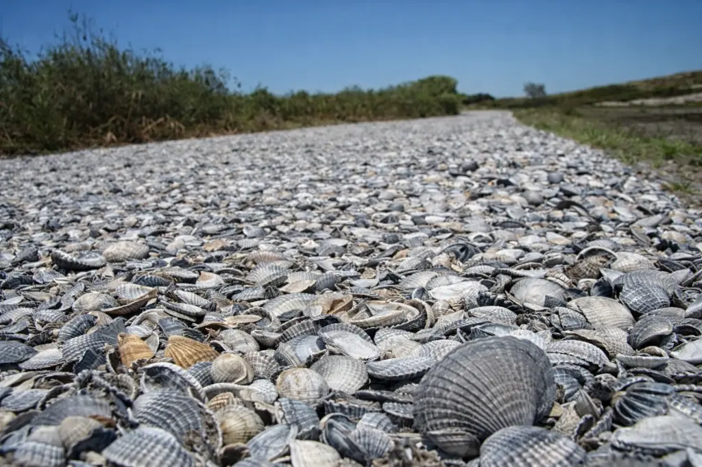 klei schelp pad de vier keien.webp