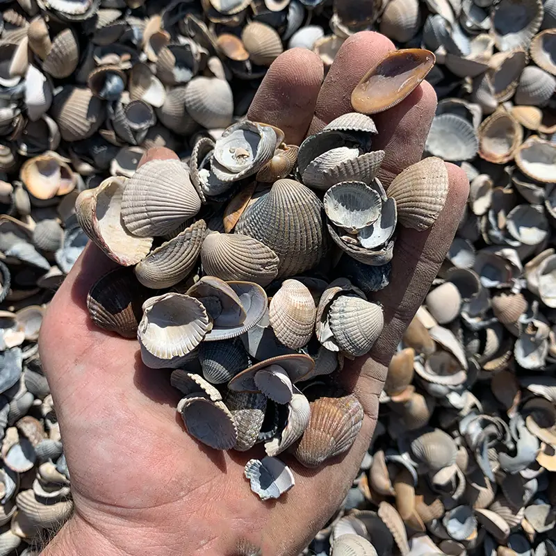 Handje klei schelpen de vier keien big bag.webp