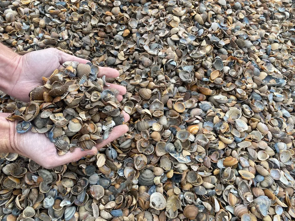 schone schelpen de vier keien big bag.webp