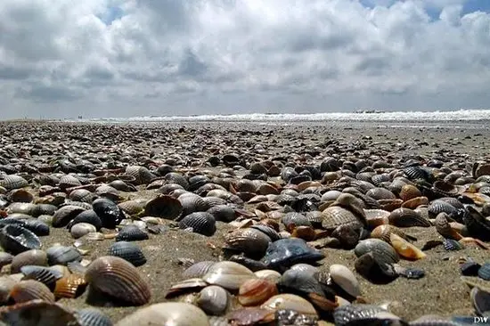 schone schelpen afbeelding de vier keien.webp