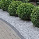 Noorsgraniet in de tuin de vier keien.webp