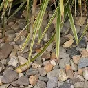 zeegrinddevierkeien416.webp
