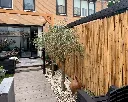 bamboe in de tuin voorbeeld.webp
