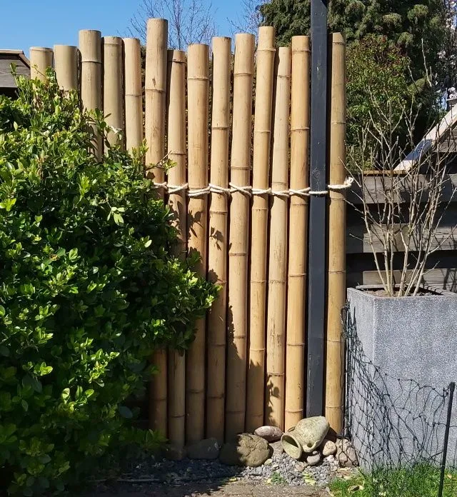 bamboo scheiding de vier keien bamboe.webp