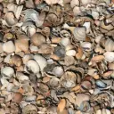 Bigbag schone schelpen