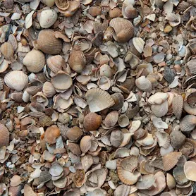 Bigbag Schone schelpen