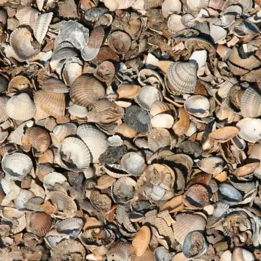 Bigbag schone schelpen